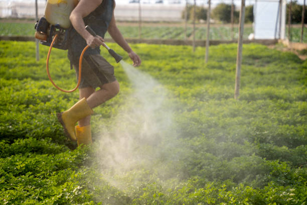 Reliable Desert Hills, AZ Pest Control Solutions