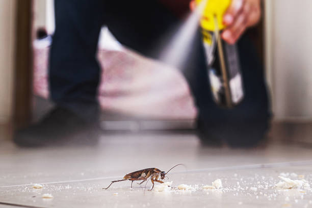 Best Pest Control Near Me in Desert Hills, AZ